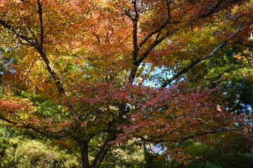 紅葉