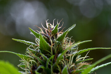 Cannabiskunst