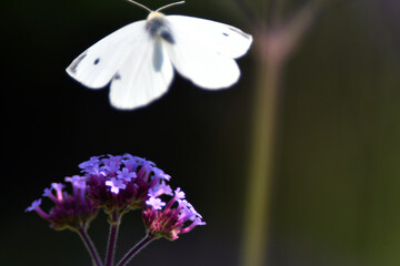 Kohlweißling hebt ab