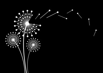 Hand drawn dandelion flowers . Abstract floral summer posters, wall art isolated on black background.