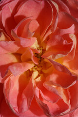 Fototapeta na wymiar Pink flower blossoming close up background rose high quality big size prints