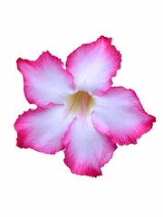pink adenium obesum flower in nature garden