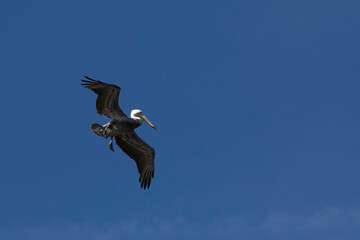 A brown pelican (Pelecanus occidentalis) flying with a blue sky background.