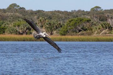 A brown pelican (Pelecanus occidentalis) in flight. 