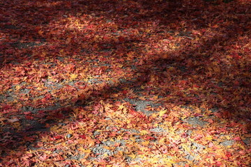 地面を覆う紅葉の落ち葉。