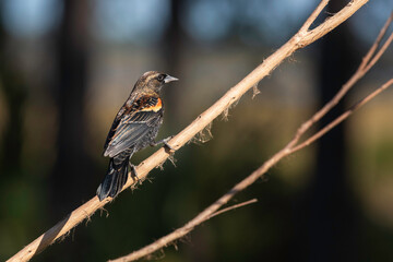 A red-winged blackbird (Agelaius phoeniceaus) perched on a bare branch in St. Augustine, Florida.