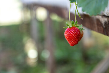 isolated ripe strawberry hanging in the plantation.