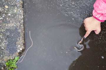 The child plays with a earthworm on the asphalt.