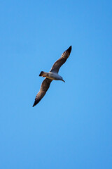 Flying seagull in the blue sky.