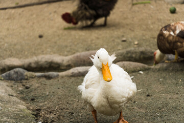 Duck in a preserved place in the middle of nature. Selective focus