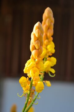 yellow Senna alata flower in nature garden