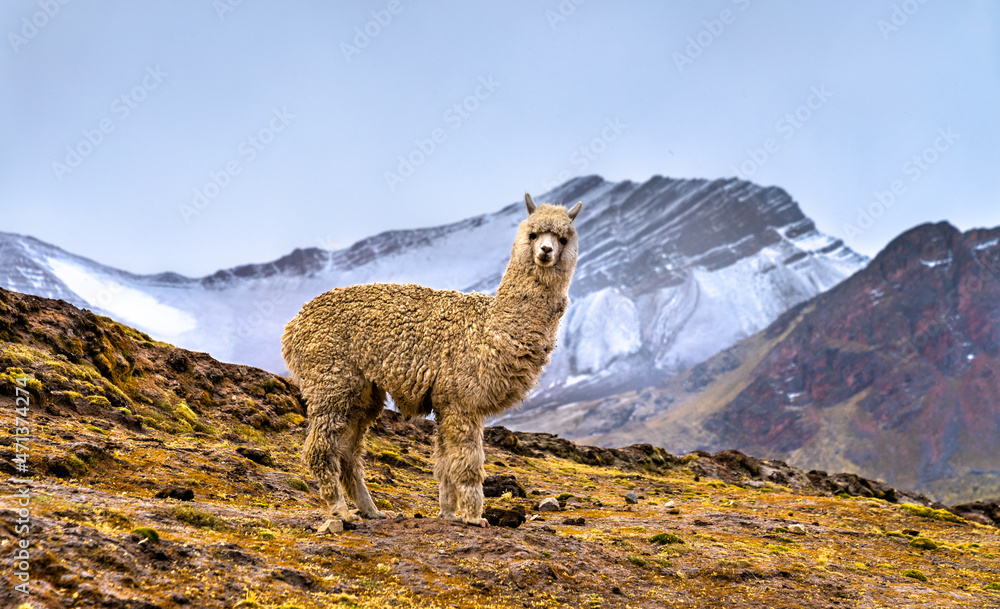 Poster alpaca at vinicunca rainbow mountain in cusco region of peru