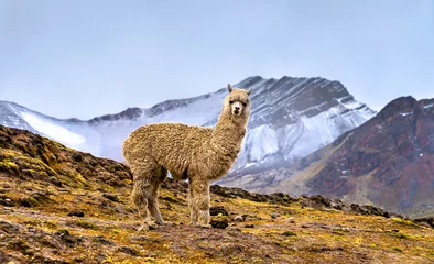 Papier Peint photo autocollant Vinicunca Alpaca at Vinicunca rainbow mountain in Cusco region of Peru