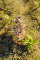 Dead dragonfly larva on the water surface with a fly.