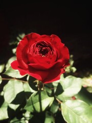 single red rose