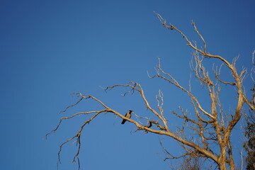 Cornacchia si riposa su albero secco