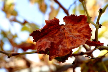 Autumn is the time of flowers charm.
