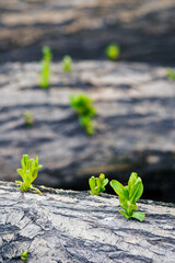 Young green leaves of a willow on a fallen tree trunk.