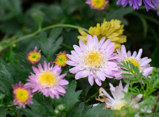 Obraz premium Chrysanthemums, often called mums or chrysanths, flowering plants. Beautiful flowers shot at Howrah, West Bengal, India