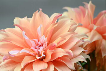 Pink Dahlia flowers from bushy, tuberous, herbaceous perennial plants. Howrah, West Bengal, India.