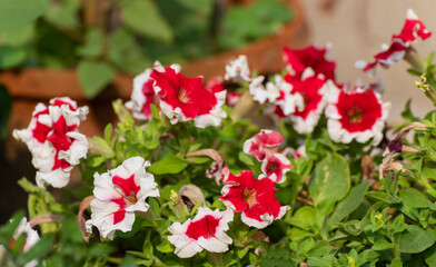 Bright Petunia flowers, a flowering plant with colorful flowers. Howrah, West Bengal, India.