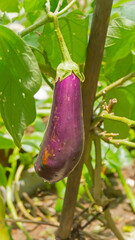 Begun or Brinjal hanging from brinjal tree, Solanum melongena. Howrah, West Bengal, India.