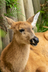 bambi