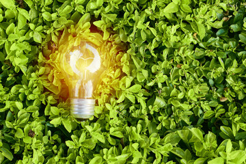 Green energy innovation light bulb over plants. Ecological energy concept.