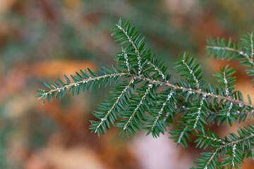 Hemlock Woolly Adelgid- HWA. Aphid-like insect that attack Hemlock trees. Appear as white dots on...