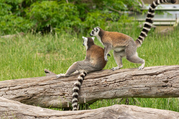 madagascar