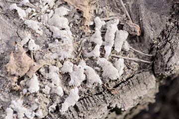 The rotten tree roots are covered with fungus