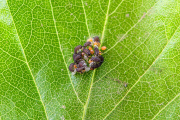 The eggs and hatched larvae of stupid insects inhabit wild plants