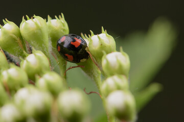 Ladybugs of different colors inhabit wild plants