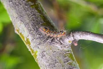 The larvae of butterflies and caterpillars inhabit wild plants