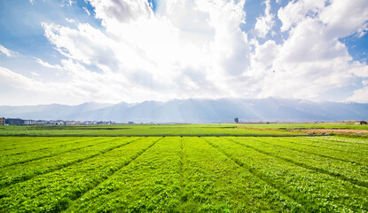 big green farmland with sunny sky