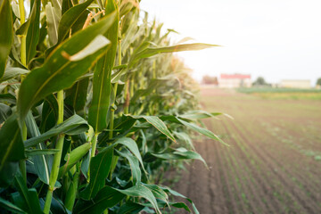 Close up corn field in sunset.