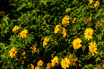 Tree Marigold or Maxican Sunflower which has yellow color bloom on the tree