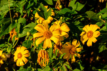 Tree Marigold or Maxican Sunflower which has yellow color bloom on the tree
