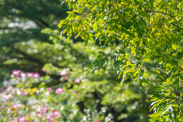 Blur green bokeh light outdoor natural garden, Green natural garden Blur background for copy space.  