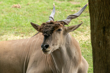 animales