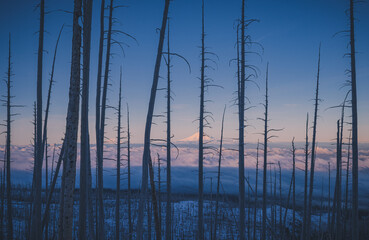 View of a snowy and cloudy mountain peak on a background of pink sunrise, in the foreground a dead forest