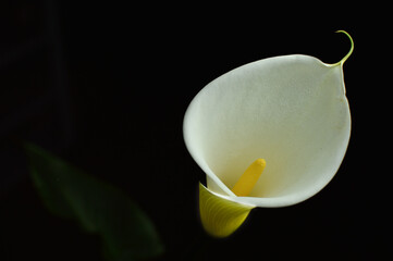 Low Key Alcatraz Gannets Flower garden