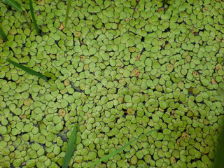 Duckweed, Natural Green Duckweed on The water for background or texture. lemnoideae plants, water covered with duckweeds.