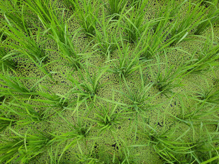 rice plants under covered with duckweed in rice fields. Part of young green paddy rice. Paddy rice field in the morning background, 