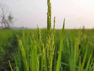 paddy seeds, green rice seeds with dew drop, rice field. green grass in the morning. Close up of green paddy rice. Green ear of rice in paddy rice field under sunrise.