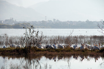 reeds in the lake