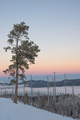 Fototapeta na wymiar View of a snowy and cloudy mountain peak on a background of pink sunrise, in the foreground a dead forest