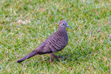 Naklejka premium Zebra dove (Geopelia striata), barred ground dove, or barred dove