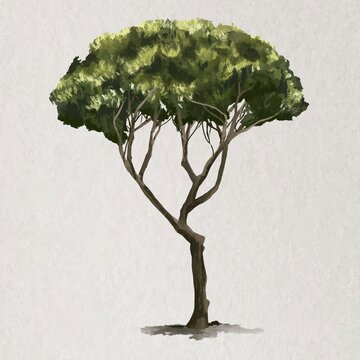 Tree element vector Pinus Pinea