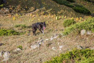 Fototapeta na wymiar A dog walking in the slightly grassy hills
